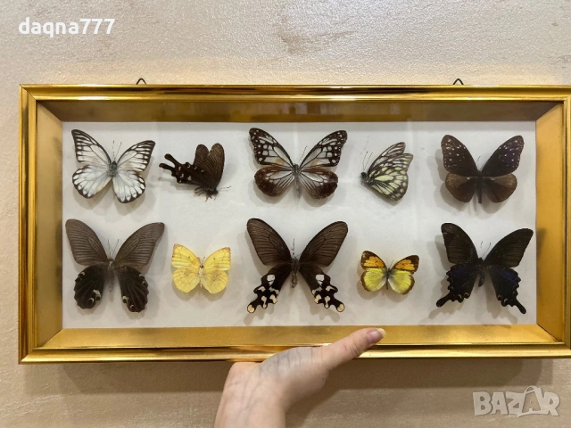Рамка с екзотични пеперуди Азия, снимка 2 - Декорация за дома - 53397346