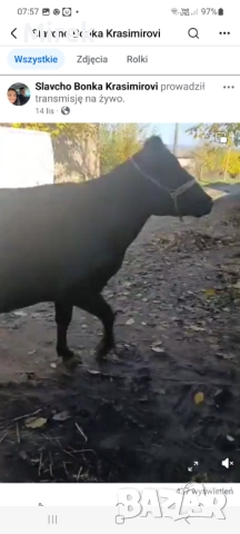 Раданово, снимка 3 - Крави - 52646901