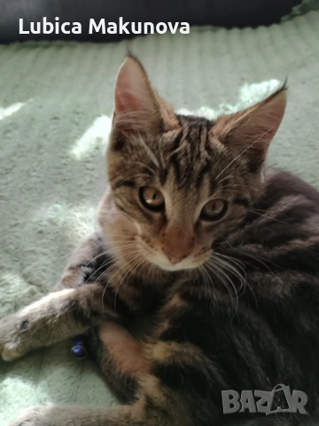 Подарявам коте от породата Мейн Куун, кръстоска., снимка 2 - Мейн кун - 53282257