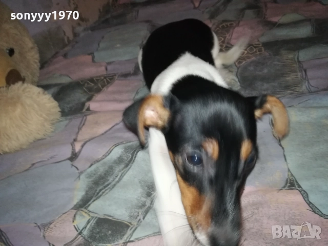 бебе джак ръсел 0112251754, снимка 12 - Джак ръсел териер - 52616116