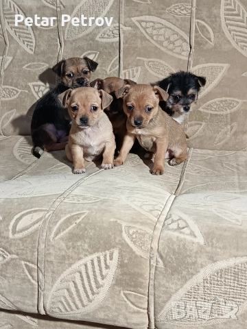 мини чиху пинчер , снимка 6 - Пинчер - 52813031