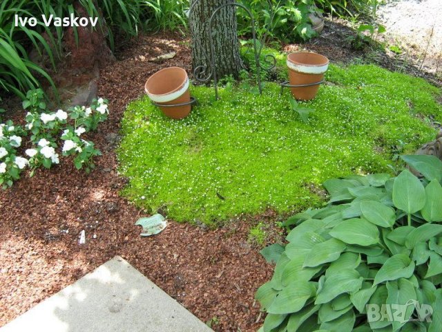 торфен мъх, снимка 1