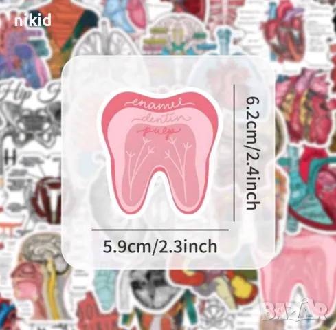 50 бр Човешко тяло човешки органи самозалепващи лепенки стикери за украса декор картонена торта др , снимка 4 - Други - 49703385