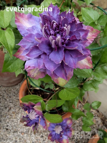 Клематис Clematis ‘Vivian Penel