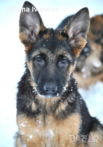 Мъжка немска овчарка с родословие, снимка 3 - Немска овчарка - 53506474