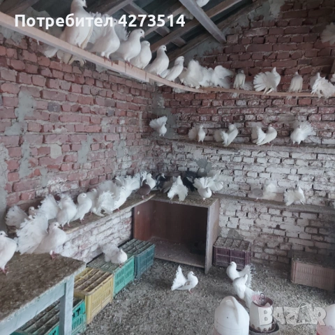 Продавам гълъби финерлии - бели и пъстри