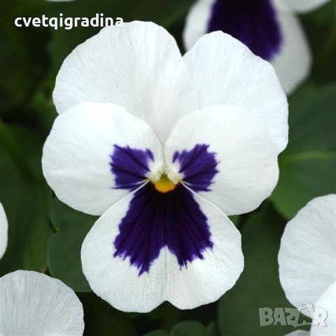 Viola White blotch(Виола Бяло петно), снимка 3 - Градински цветя и растения - 43571311
