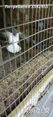 Пощенски гълъби, снимка 10 - Гълъби - 51025275