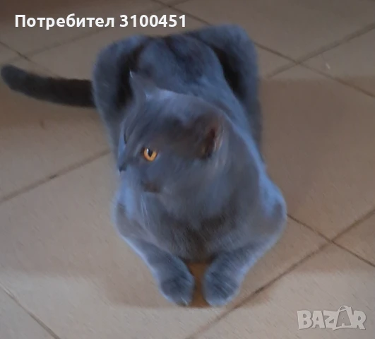 Британец за разплод, снимка 3 - Британска късокосместа - 50701103