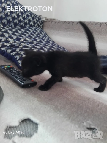 Подарявам малки котета, снимка 2 - Други - 51847390