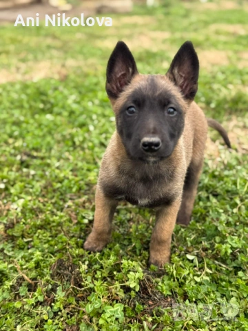 Чистокръвни белгийски овчарки, снимка 10 - Белгийска овчарка - 53026515