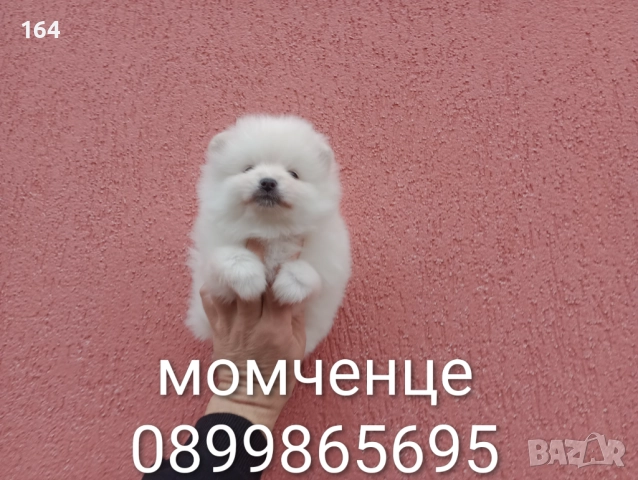 Померани. Реални снимки от 05.01.26 г. , снимка 3 - Померан - 52984973