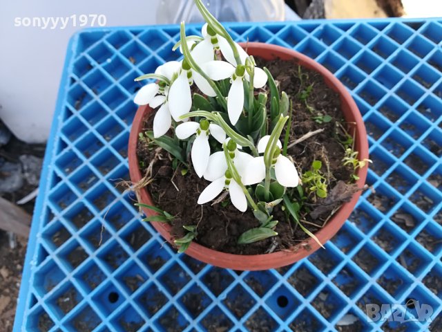 САКСИЯ С КОКИЧЕТА 0502240829, снимка 2 - Градински цветя и растения - 44138418