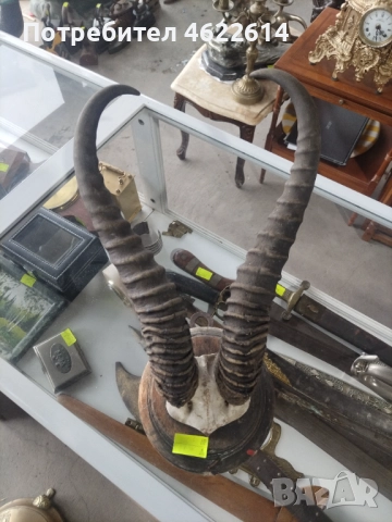 ЛОВЕН ТРОФЕЙ НА МУФЛОН , снимка 1