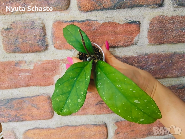 Хоя. Hoya AH-049 , снимка 2 - Стайни растения - 52654237