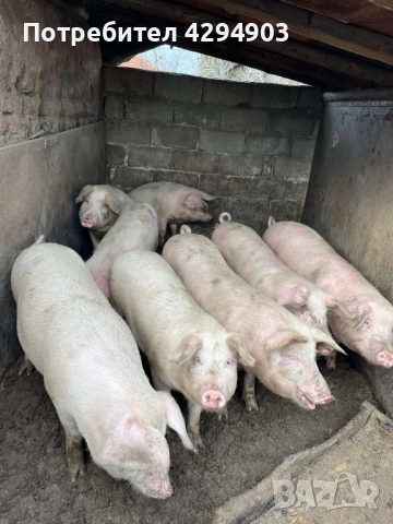 Продавам прасета