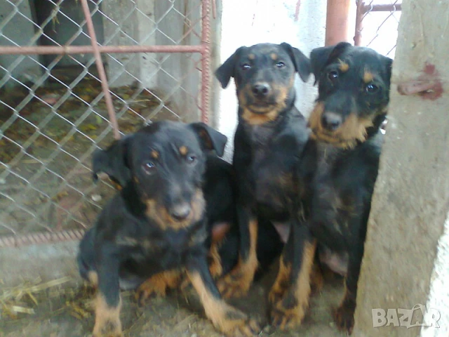 Ягдтериери на 6 месеца , снимка 3 - Ягдтериер - 51120051