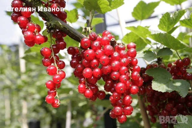 Бяло френско грозде (Ribes niveum 'Blanka'), снимка 4 - Градински цветя и растения - 52354431