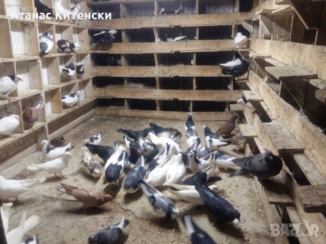 ПАЗАРДЖИШКИ ВИСОКО ЛЕТЦИ ЗА ДЪЛГОТРАЕН ВИСОК ПОЛЕТ, снимка 2 - Гълъби - 26511341