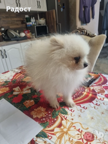 Померан бял мъжки, снимка 3 - Померан - 52466687