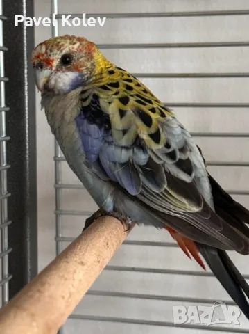 папагали на добри цени 