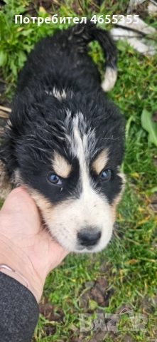 Каракачански кученца, снимка 14 - Каракачанска овчарка - 52467039