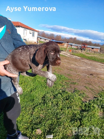 Kucuhari, снимка 4 - Курцхаар - 52918054