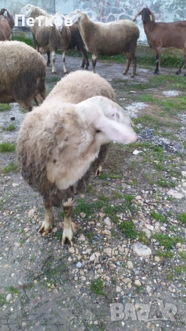 Свободен Асаф , близо до Попово област Търговище , снимка 3 - Овце - 52358644