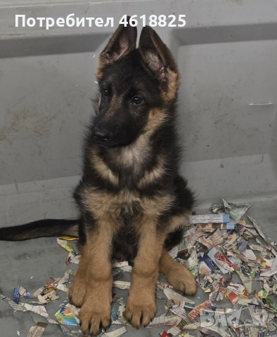 Немски овчарки Топ, снимка 6 - Немска овчарка - 53389024