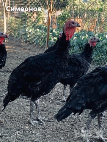 Пуйки домашни селски, снимка 4 - Кокошки и пуйки - 52267679