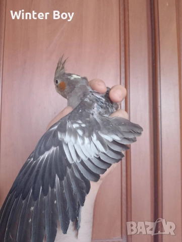 Бебе 3 папагал мъжки корела корели , снимка 8 - Папагали - 53439052