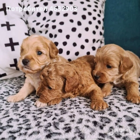 кокер шпаньол момче 