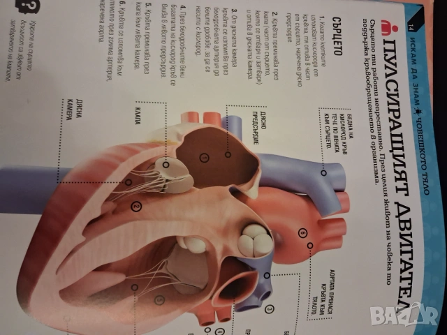 Детска енциклопедия за човешкото тяло, снимка 6 - Детски книжки - 53235361