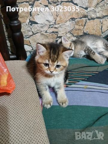 британска чинчила с родословие 600лв , снимка 10 - Британска късокосместа - 53013627