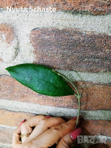 Hoya sp. DMC 5655 IML 1398 , снимка 3 - Стайни растения - 52654057