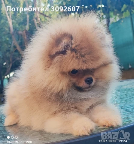 Померан момче, снимка 1
