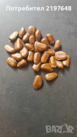 Семена от Черимоя , снимка 1