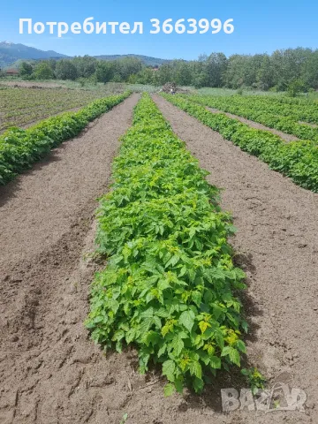 Продавам елитен разсад ягоди и малини , снимка 12 - Разсади - 39922116