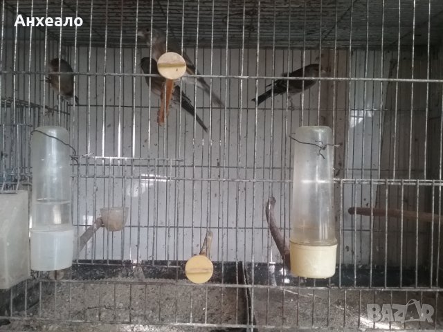 Продавам певчески канари, снимка 7 - Канари - 26796085