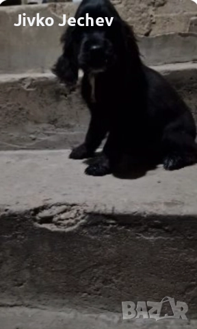 Кокер Шпаньол 