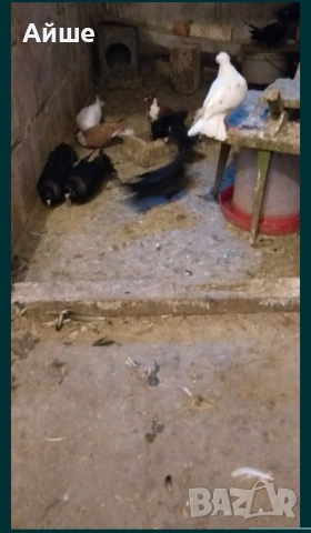 Паламарски гълъби