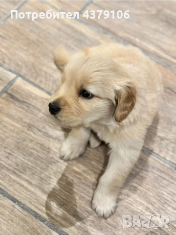 Голдън ретривър момченце родословна майка, снимка 3 - Голдън ретривър - 52909387