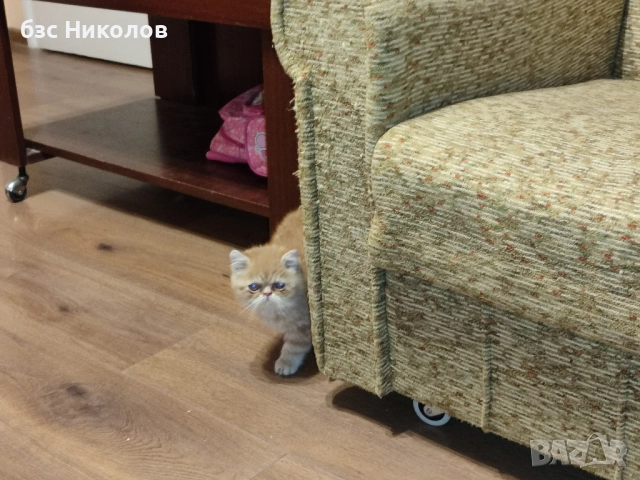 Женско екзотично персийско коте на 4 месеца., снимка 6 - Персийска - 51485263