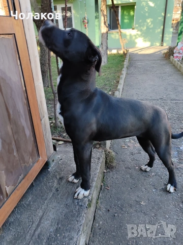 Presa argentino , снимка 3 - Дого аржентино - 50600443