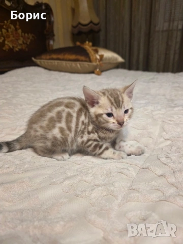 Бенгалско коте, снимка 9 - Бенгалски - 40146006