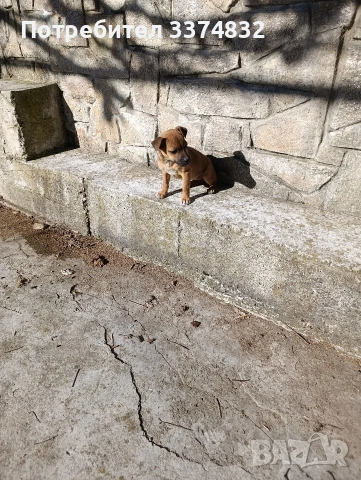 продавам малко пясъчно пинчерче, снимка 2 - Пинчер - 53192708