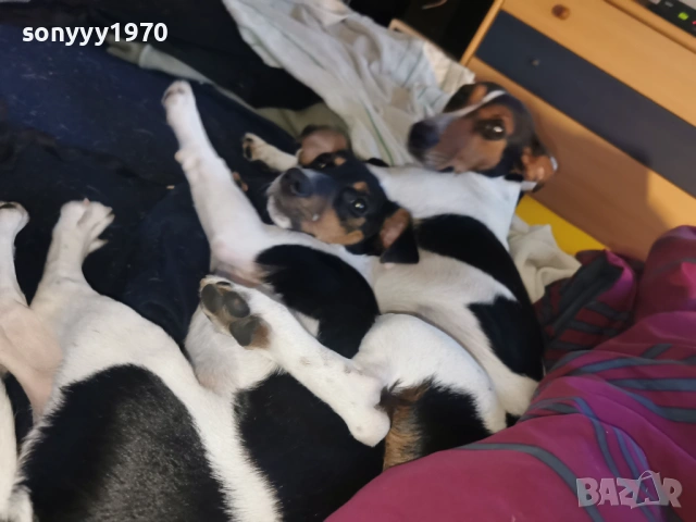 джак ръсел-куче 1бр 1501261713