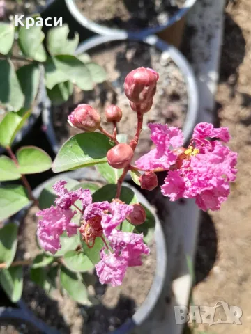 Индийски люляк, снимка 4 - Градински цветя и растения - 47356901