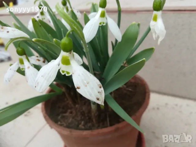 КОКИЧЕТА 0103251719, снимка 5 - Градински цветя и растения - 49326738