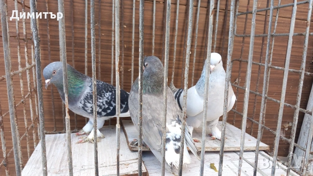 Продавам гълъби Мардини-Турски , снимка 5 - Гълъби - 47886897